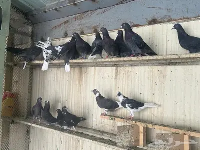 حمام قطيفي index