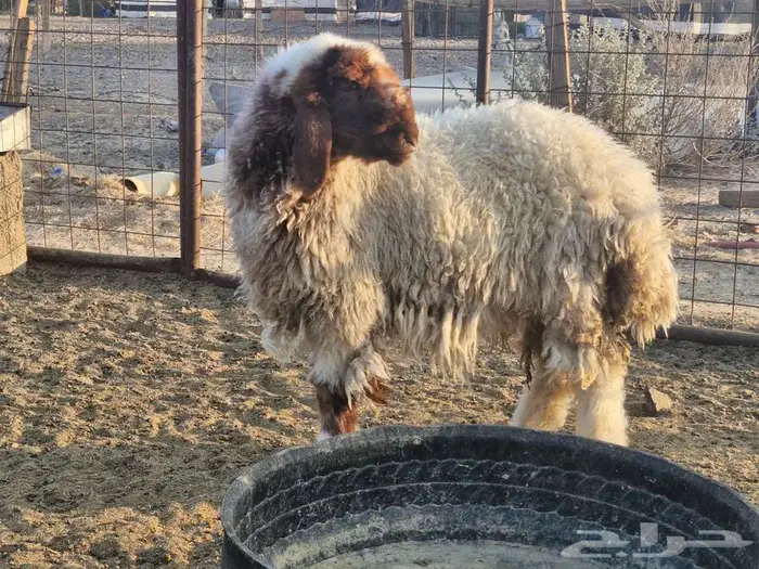 رخل نعيمية فرش الفخل 0