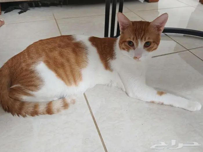 حي الصفا جدة 3