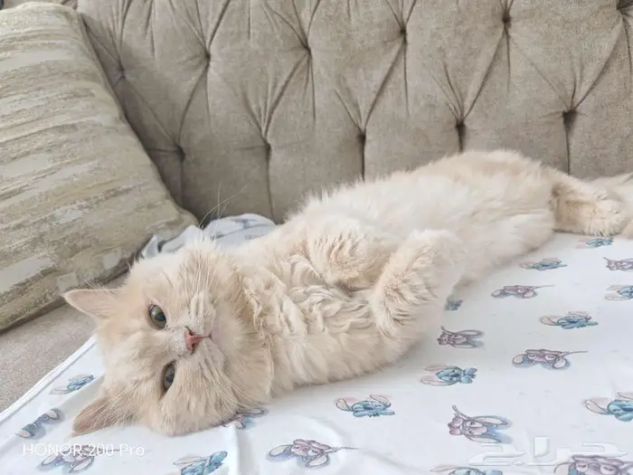 حي الصفا جدة 2