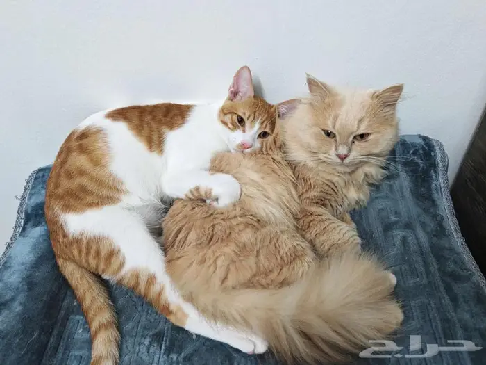 حي الصفا جدة 0