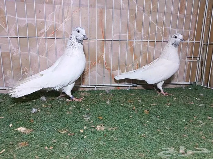 جوزين قطايف نمش 1