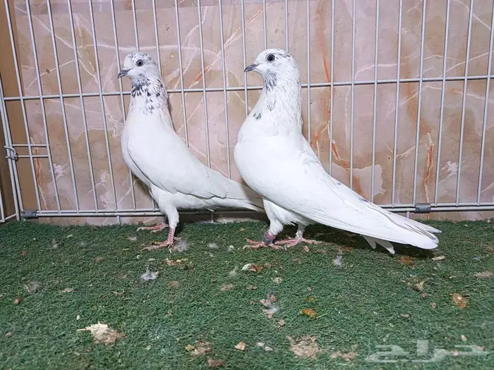 جوزين قطايف نمش 0