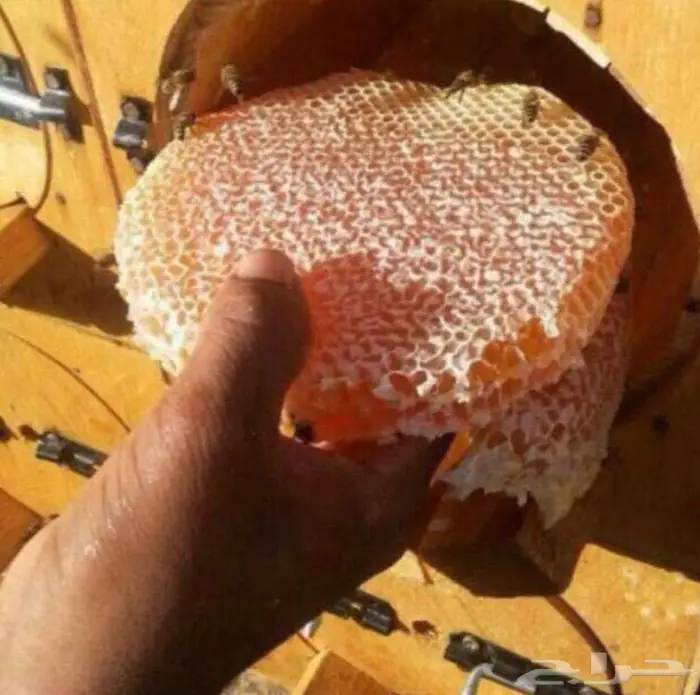 عسل سدر شمع 1