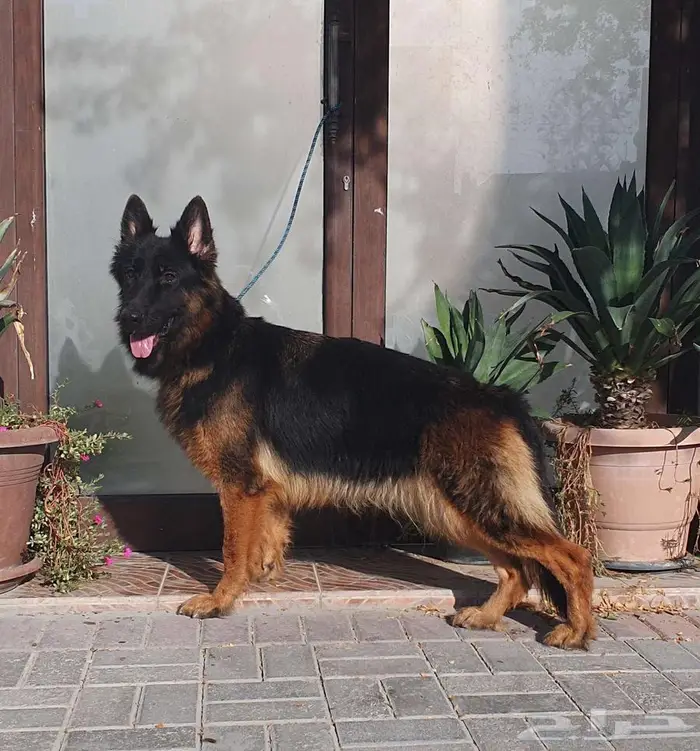 كلاب جيرمن شيبرد 8