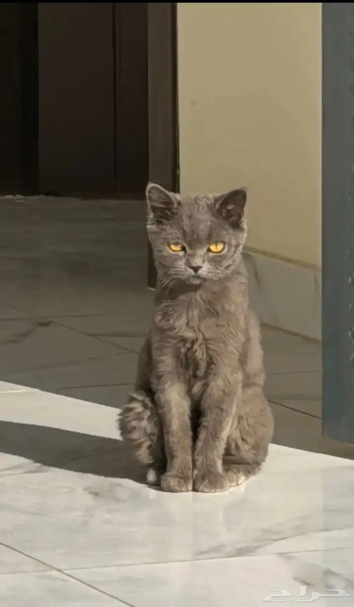 قطه للتبني 0