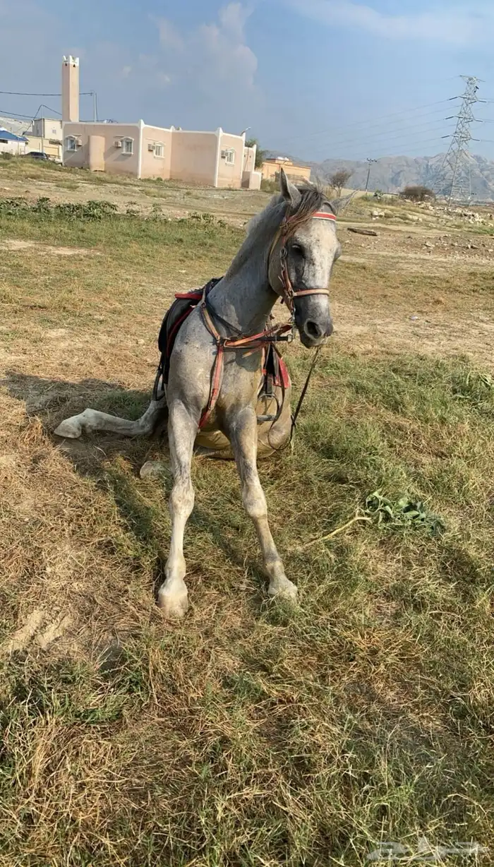 حصان للبيع 2