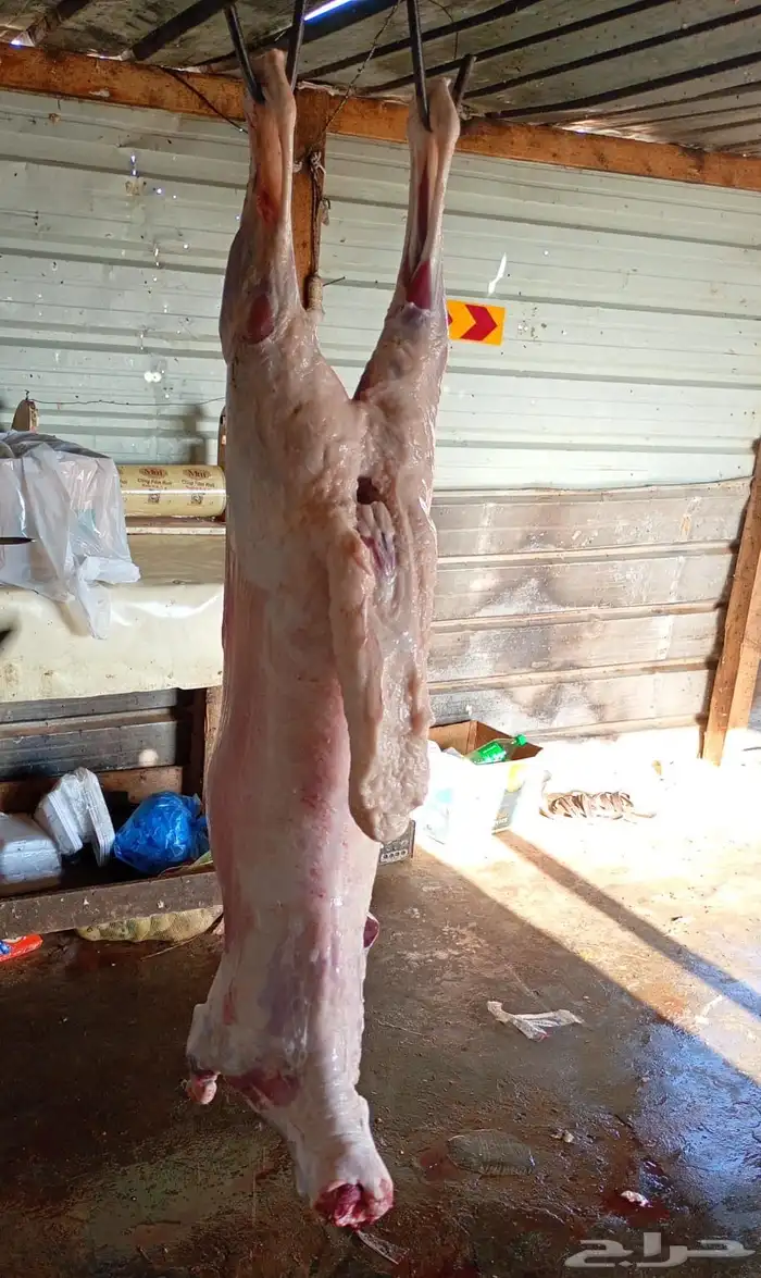 سواكن مرابي 2