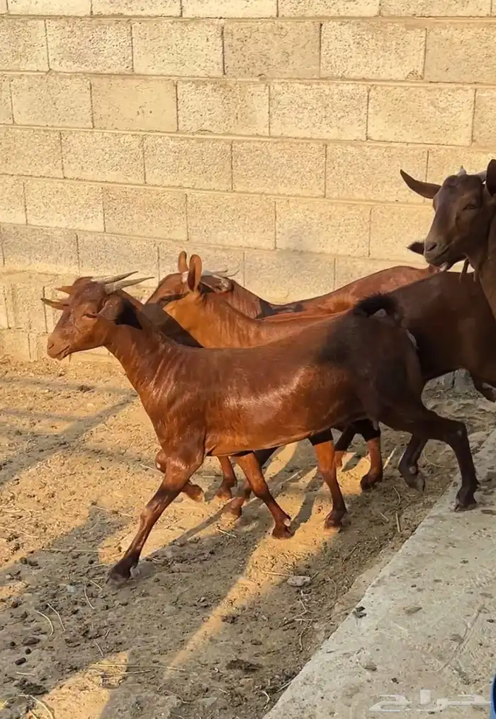 جفار دهم عدد 10 ( تم البيع ) 3