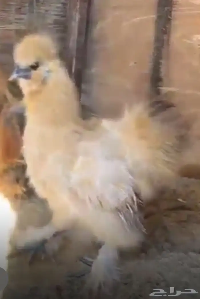 للبيع ديوك قطني 0