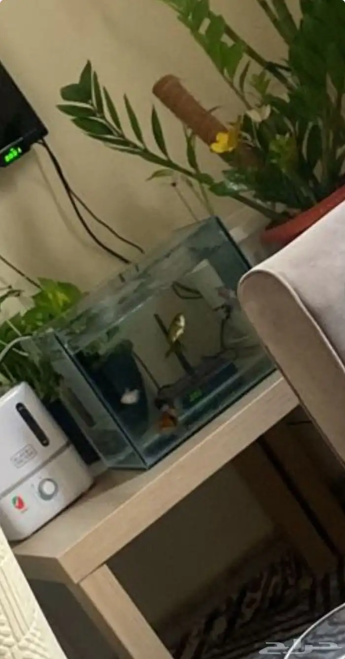 حوض سمك زجاجي 0