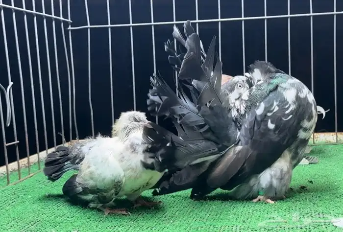 زوج فانتيل بفرخه 1