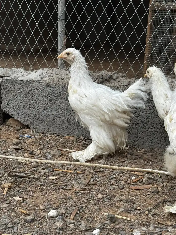 دجاج البراهما 1