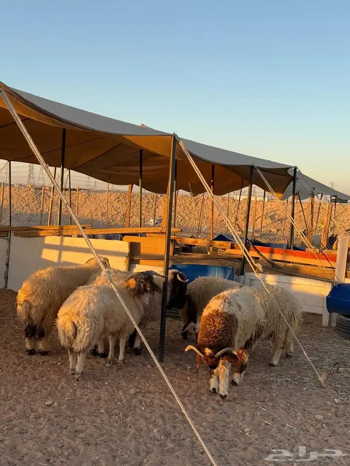 خرفان نعيمي بلدي مربوط يصلح لجميع المناسبات والولائم 0