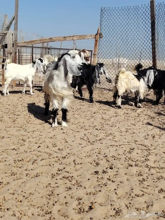 جفار العدد 7 والثامن تيس. ( انباعت ) 1