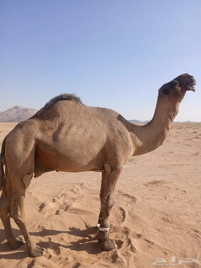 فحل اصفر للبيع 0