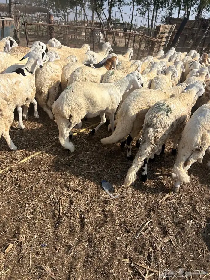 خرفان سواكني 1200 2