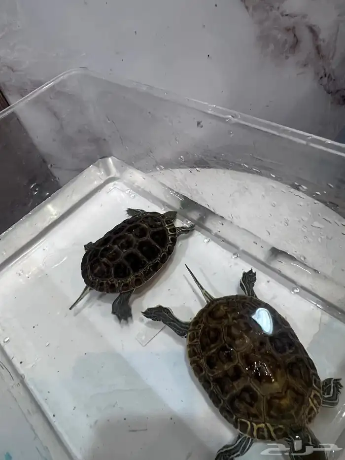 سلحفاة للبيع 2