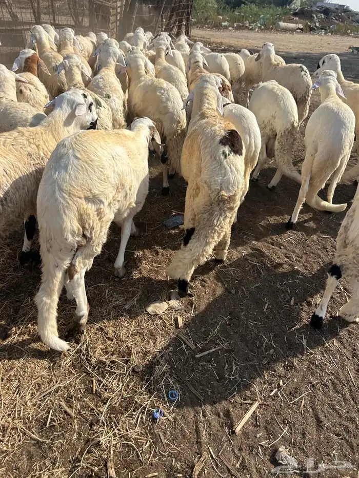 خرفان سواكني 1200 3