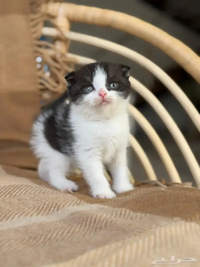 سكوتش فولد بيور للبيع-ذكر-يوجد دفع بالتقسيط 0