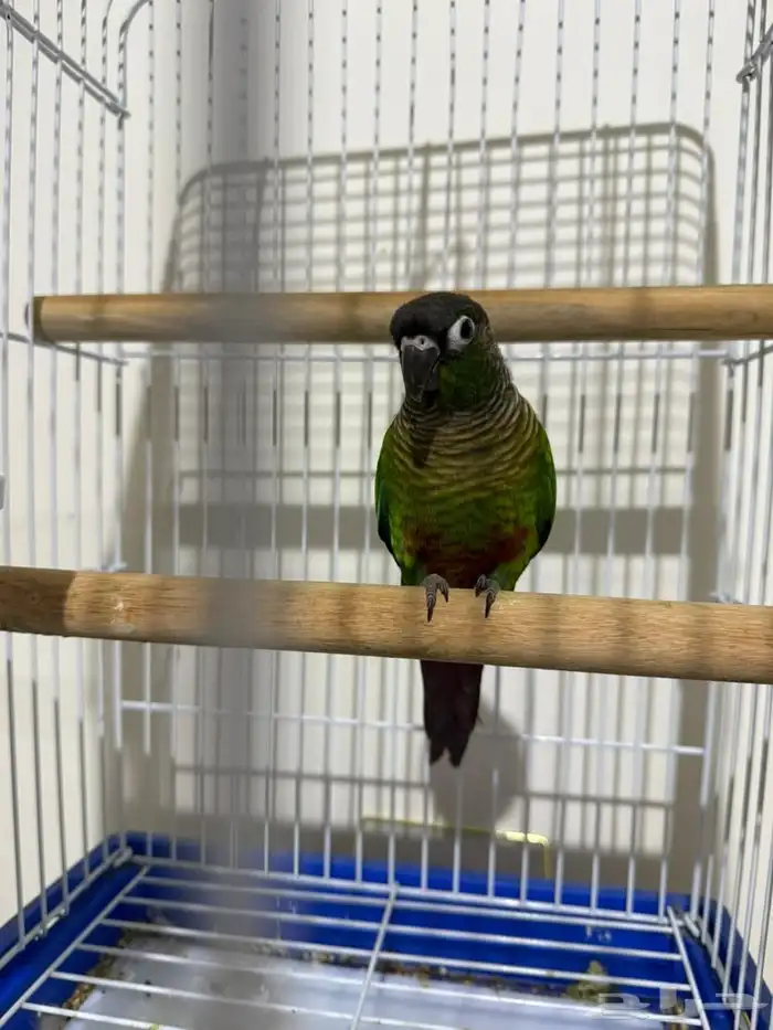 كنيور قرين شك 2