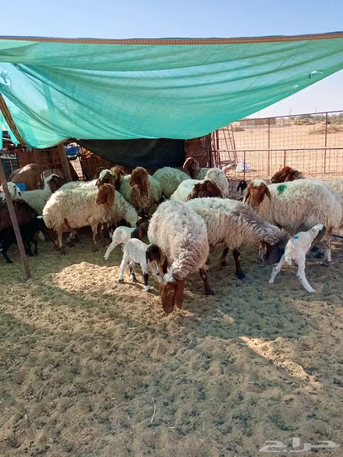 للبيع نعيمي 4