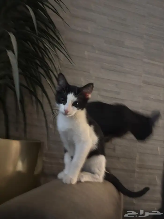 قطط للتبني 0