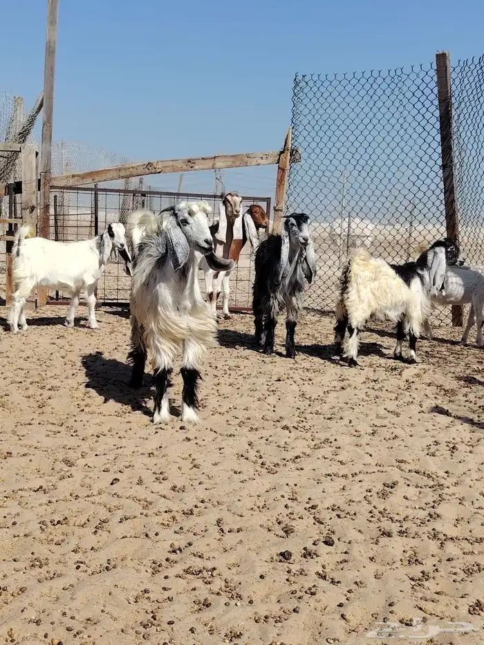 جفار العدد 7 والثامن تيس. ( انباعت ) 2