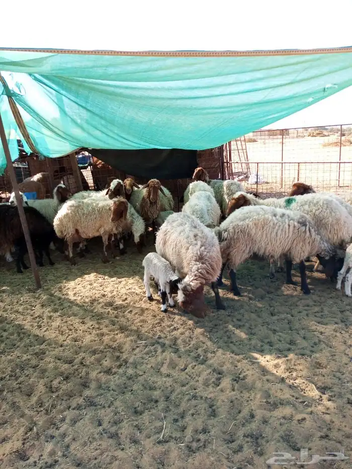 للبيع نعيمي 3