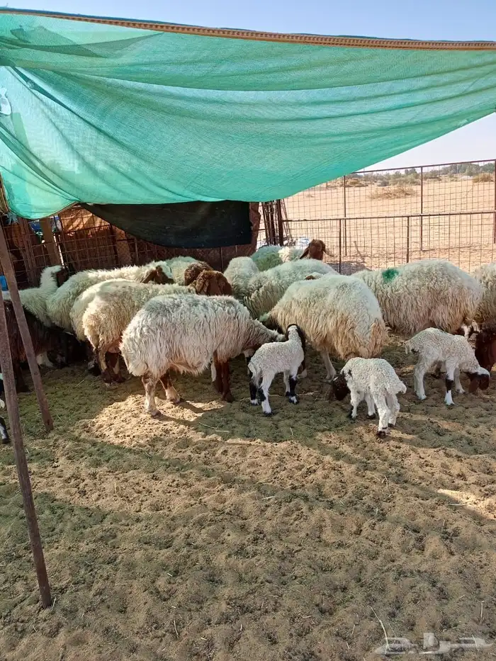 للبيع نعيمي 1