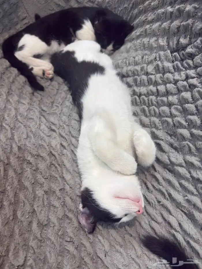 قطط للتبني 3