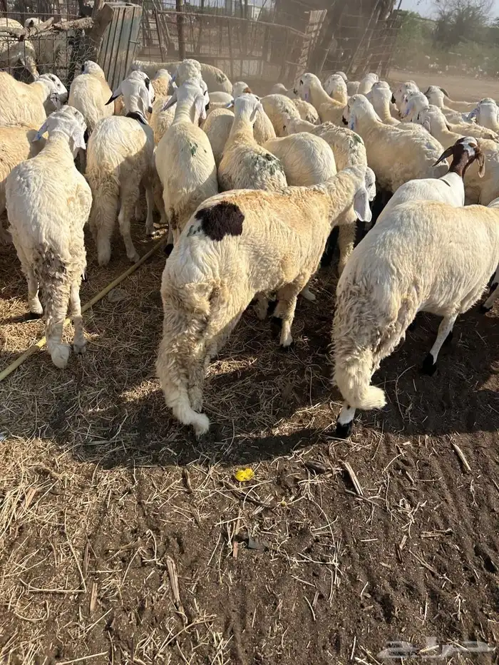 خرفان سواكني 1200 0