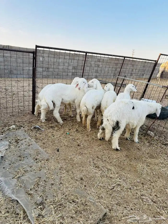 بهم حري فاخر 2