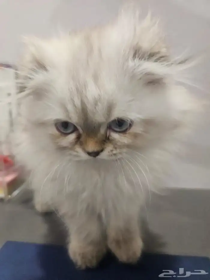 بيع قطط كتن همالايا وسكوتش 2