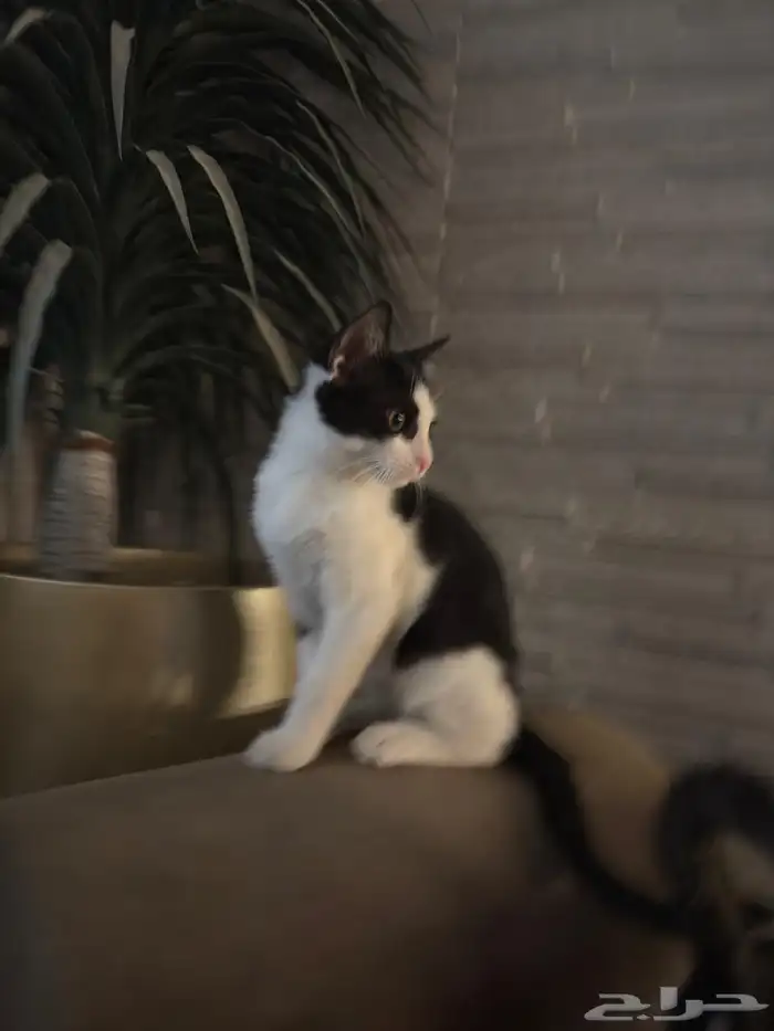 قطط للتبني 1