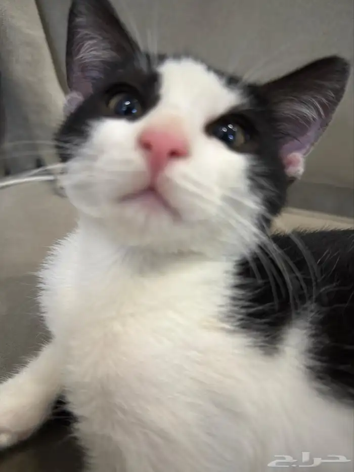 قطط للتبني 2