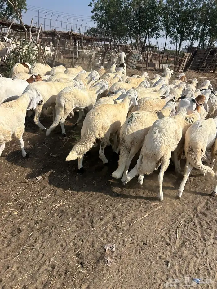 خرفان سواكني 1200 1