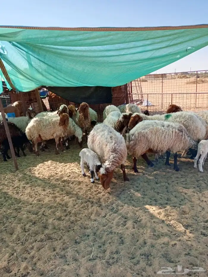 للبيع نعيمي 6