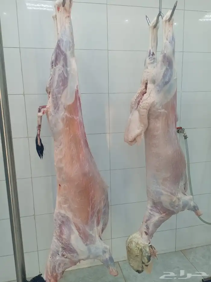 ذبايح تيوس وطليان حريه ونجد فواخر بريه من مهد الذهب 1