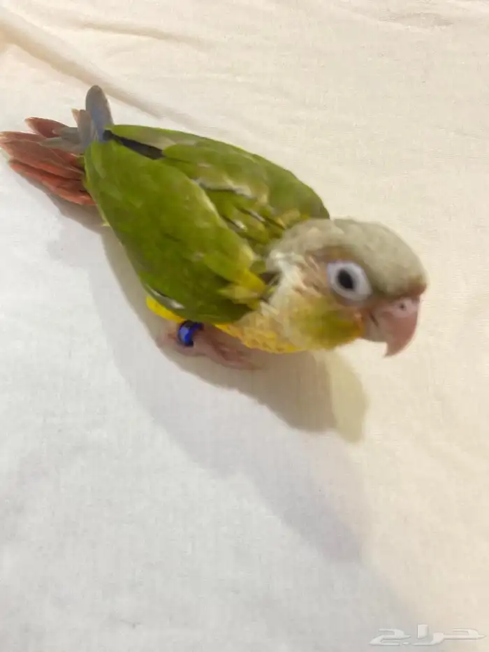 جوز كنيور منتج 5