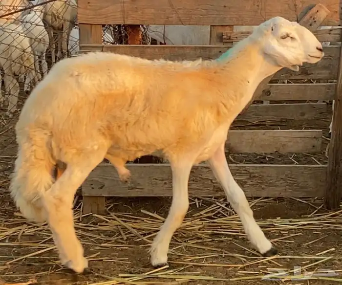 مشروع فحل حري 2