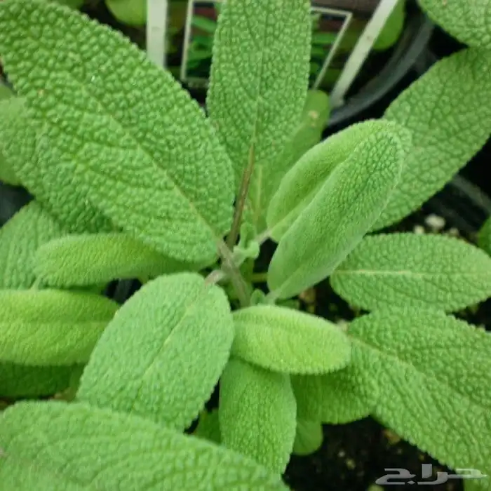 بذور المرمريه 0