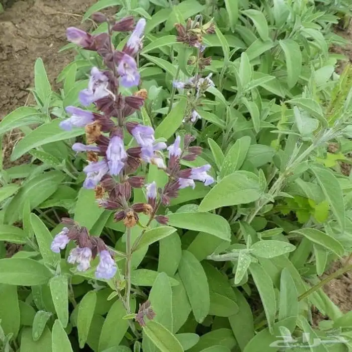 بذور المرمريه 2