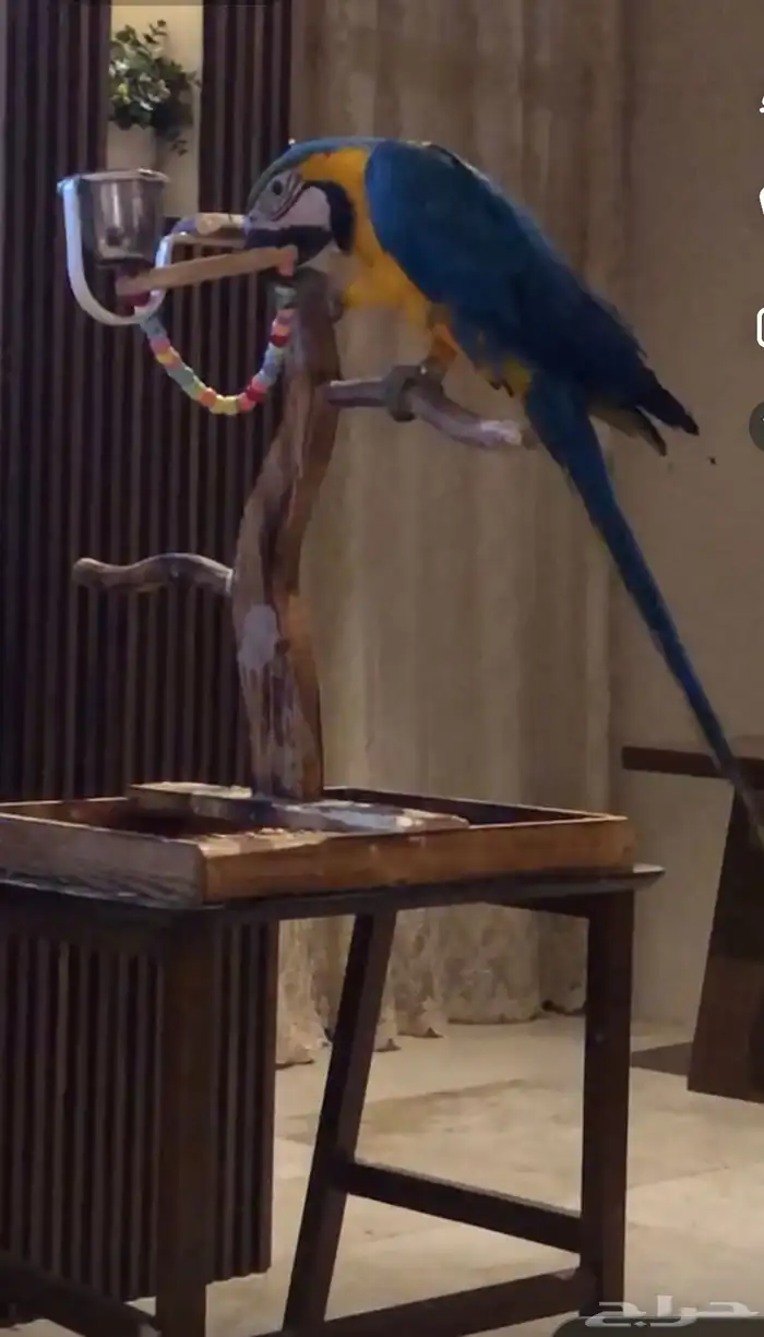 ببغاء مكاو اليف 1