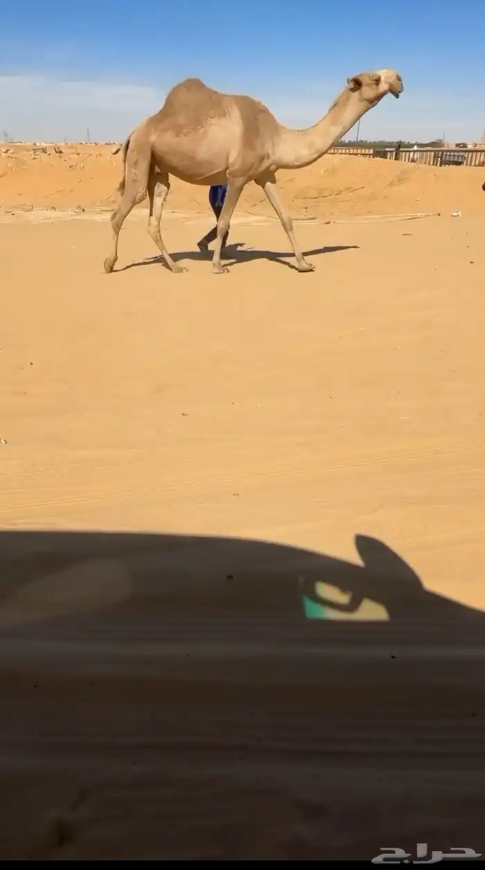 لقحه كفووو 0