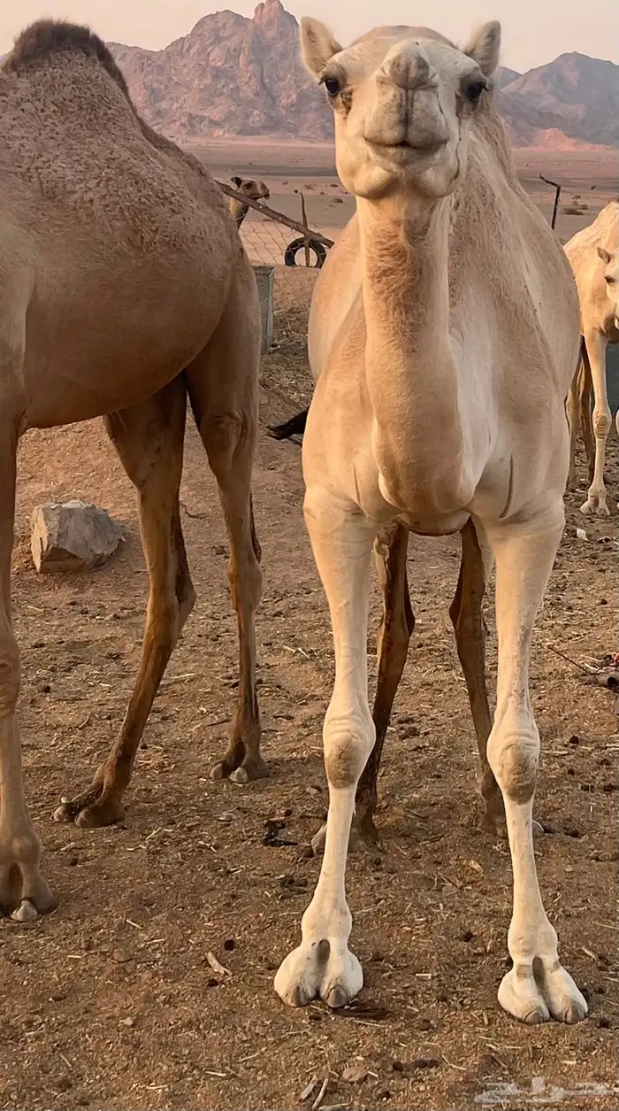 ناقه مهجنه راكض بيدها 1