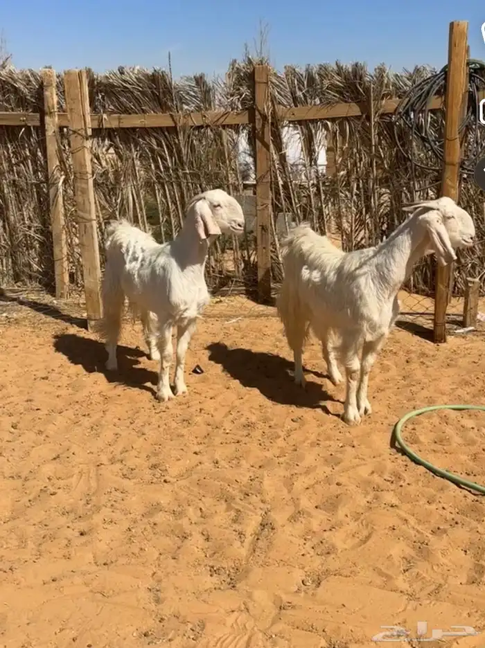 معزا مشاريك رباعيات ماقد ولدت 1