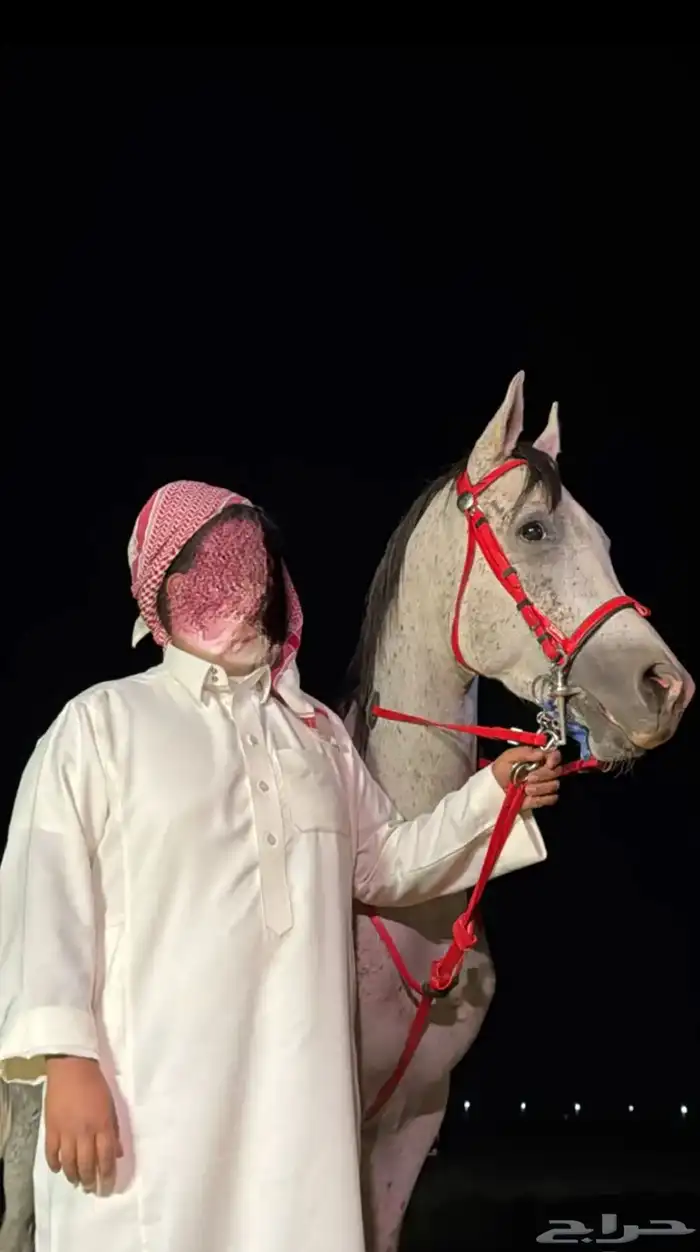 حصان شعبي للبيع 1