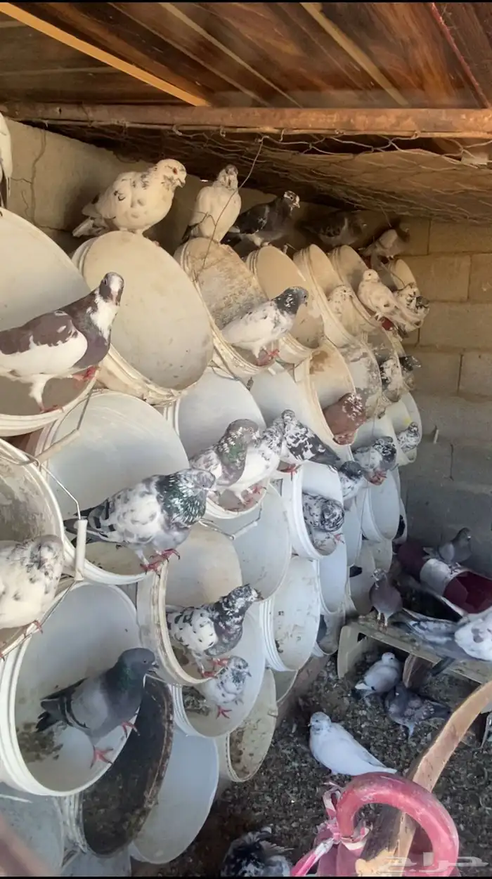 حمام كفو بلدي وبكستاني واتسسس 1