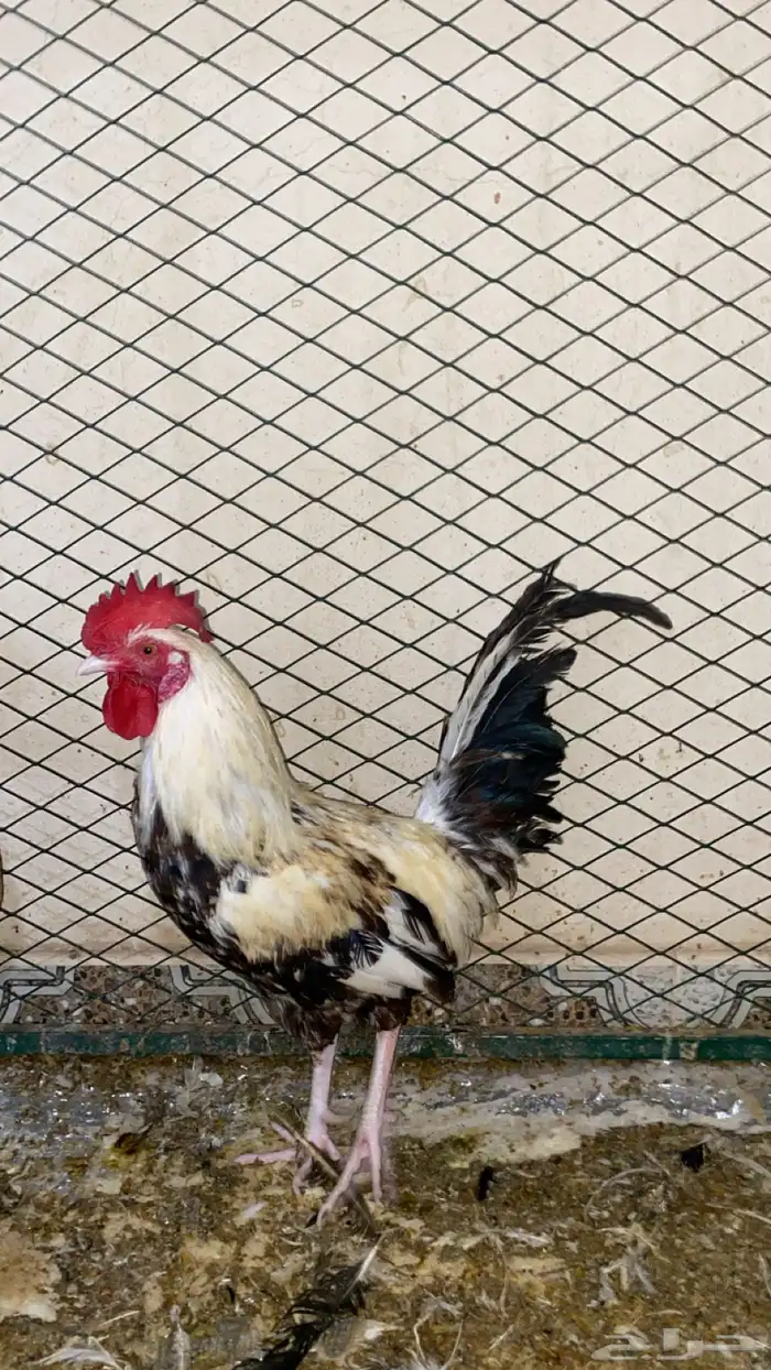 للبيع جوز ديك ودجاجه 0